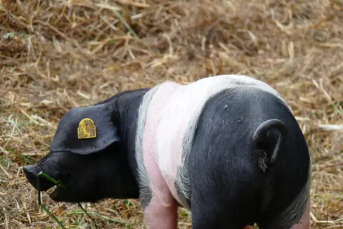 Maiale di Schwäbisch-Hall © Servizio veterinario provinciale