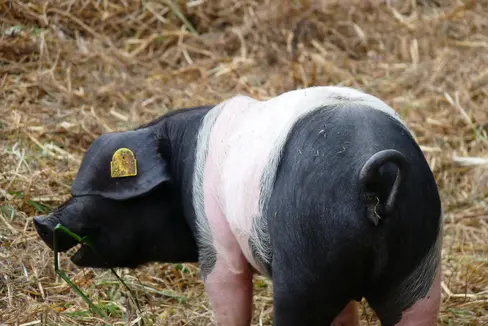 Maiale di Schwäbisch-Hall © Servizio veterinario provinciale