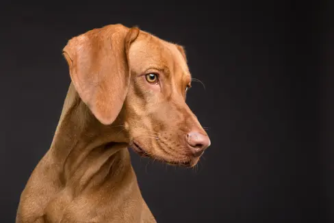 Hund © Péter Göblyös on Pixabay