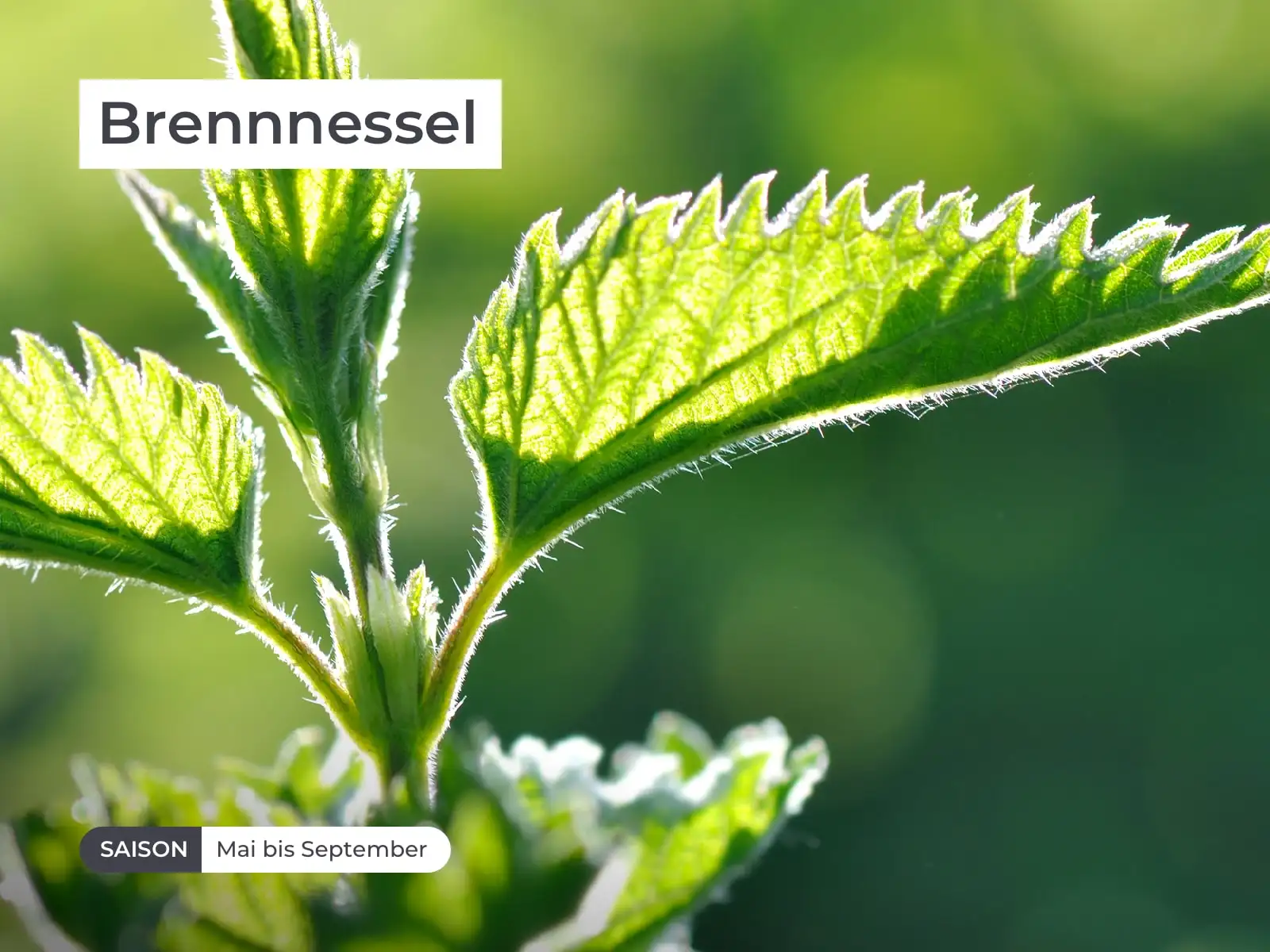 • Reich an Vitamin C
• wird traditionell bei Harnwegsbeschwerden und leichten Gliederschmerzen eingesetzt
• bekannt für ihre Anwendung bei rheumatischen Beschwerden