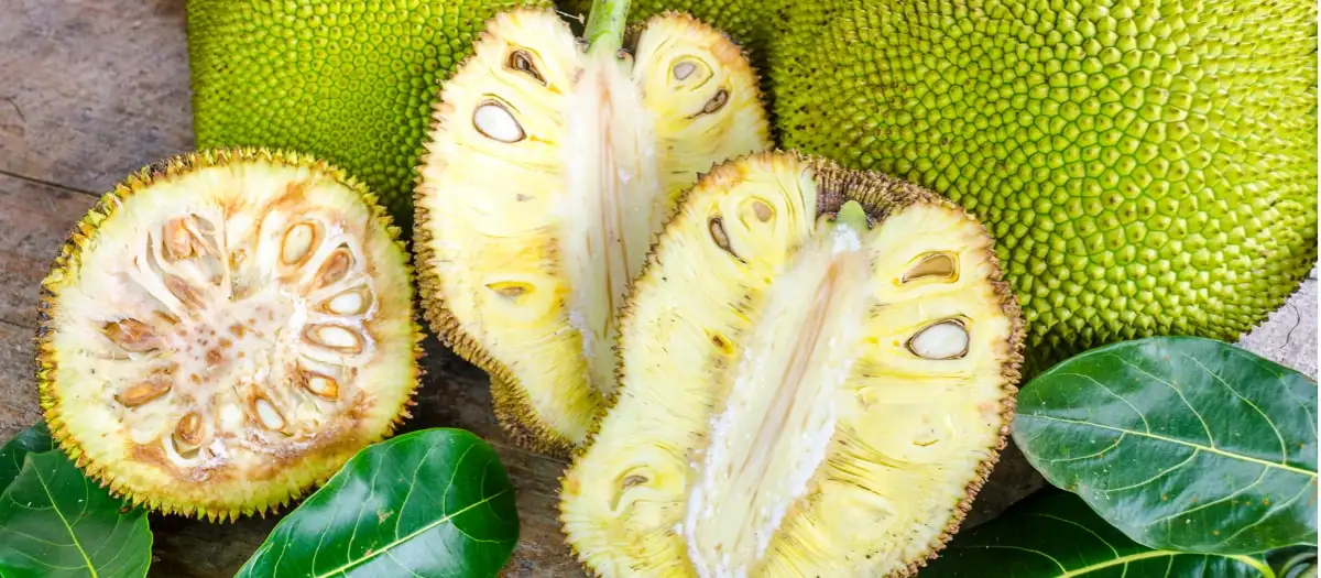 Jackfruits liegen auf einem Holzboden.