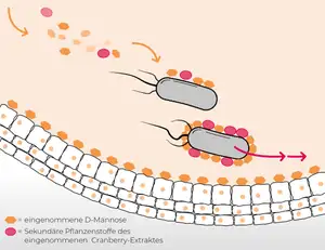 D-Mannose in mit Hilfe von Cranberry-Extrakt verhindert das Anheften von Keimen in der Blase.