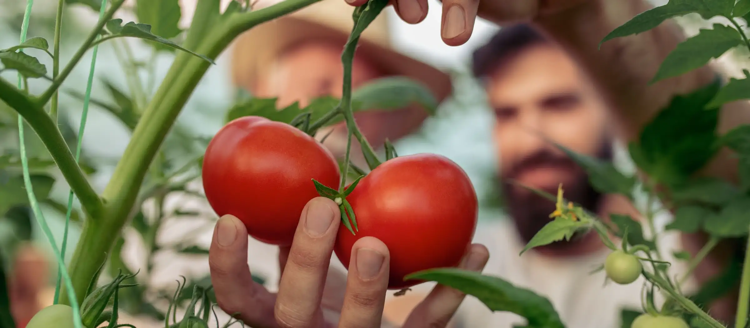 Mann pflückt Tomaten von einem Strauch.