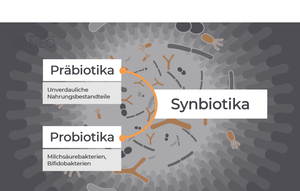 Grafik zeigt mehrere Textbausteine: Probiotika. Präbiotika, Synbiotika.