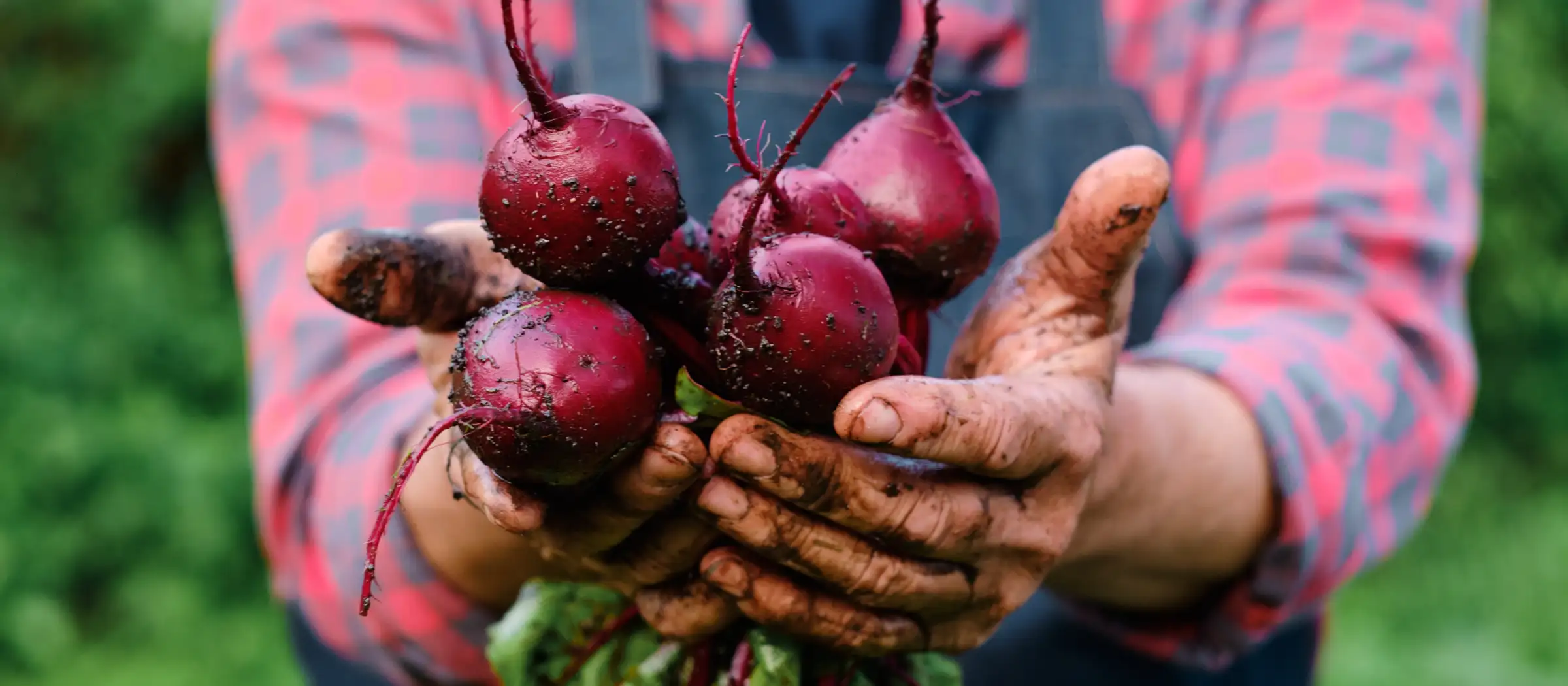 Frisch geerntete rote Beete.  