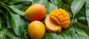 Drei Mangos liegen auf Mangoblättern