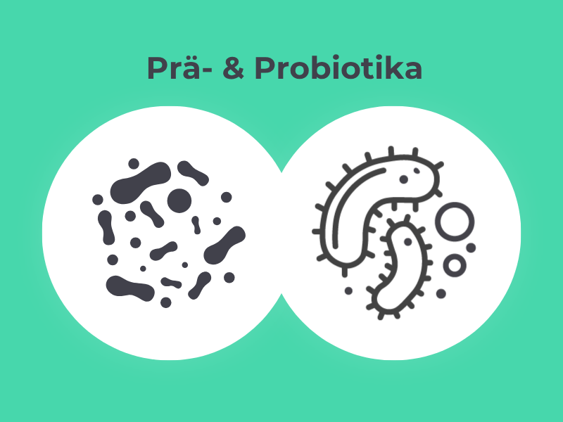 Grafik zeigt zwei Mikroben Bilder. Diese sollen Pro- und Präbiotika darstellen.