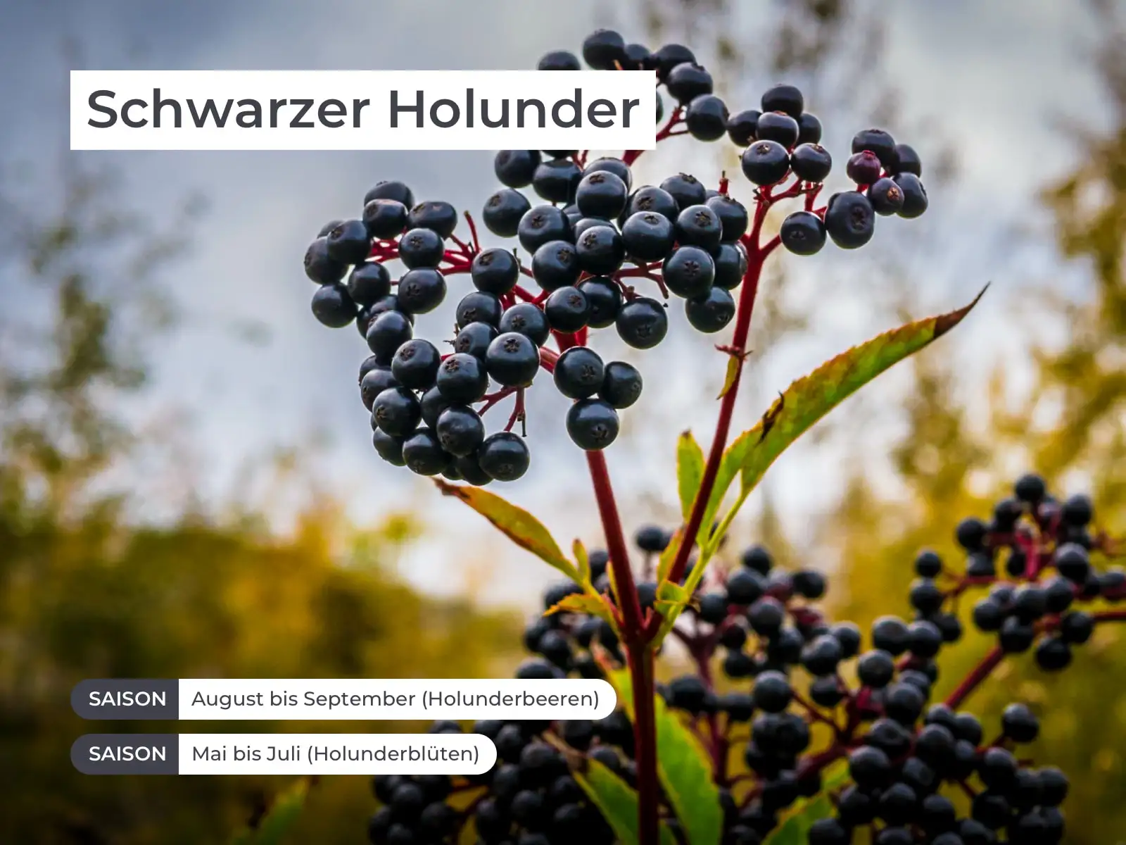 • ist bekannt für seine schweißtreibende Eigenschaft
• wird traditionell bei Fieber- und Erkältungskrankheiten angewendet
• Holunderbeeren sind reich an Vitamin C