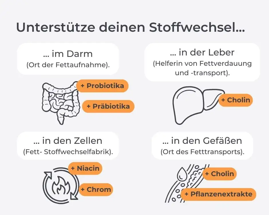 Unterstützung des Fettstoffwechsels auf 4 Ebenen Grafik