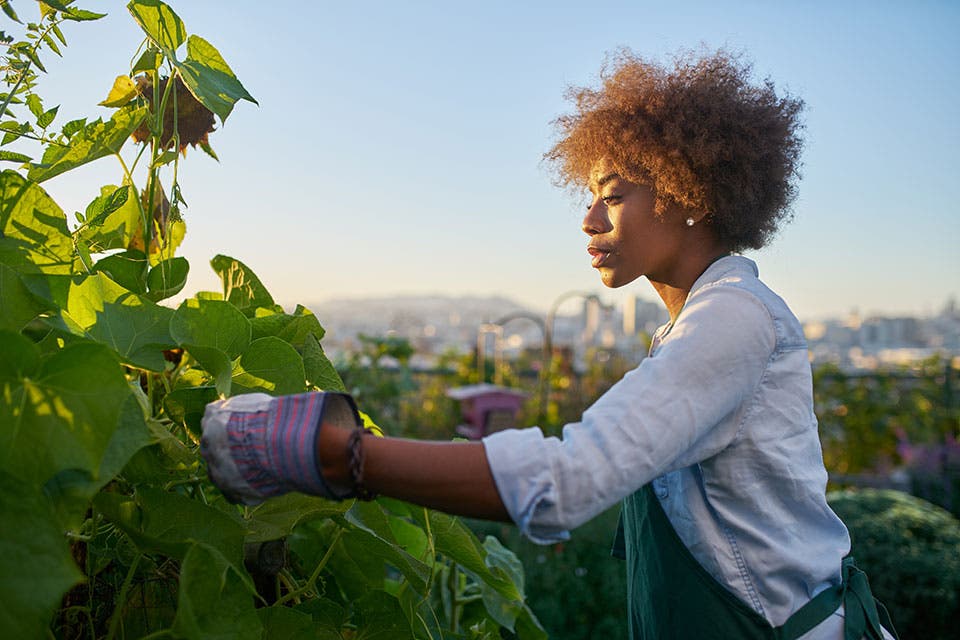 Woman picking fruit in a field