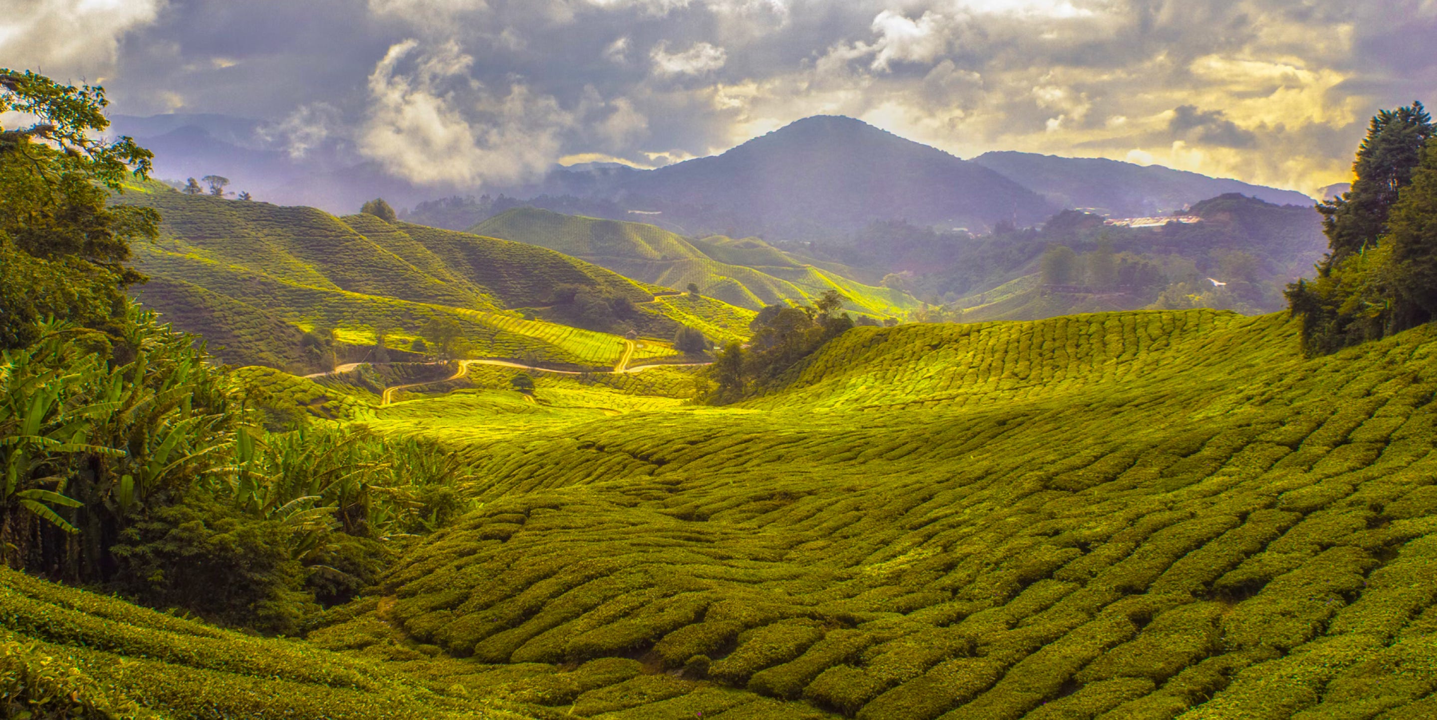 Tea fields landscape
