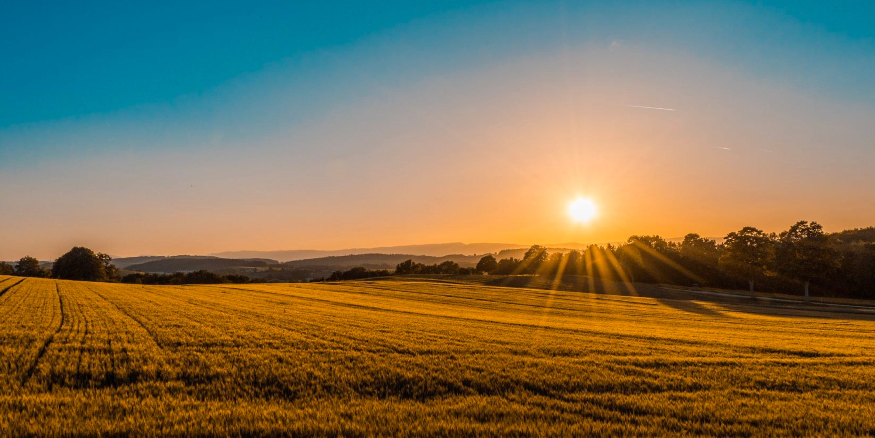 Sun rising over wheat field
