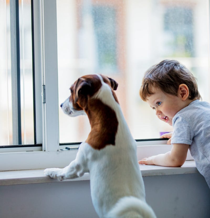 Dog and child looking out of a Sterlingbuild window