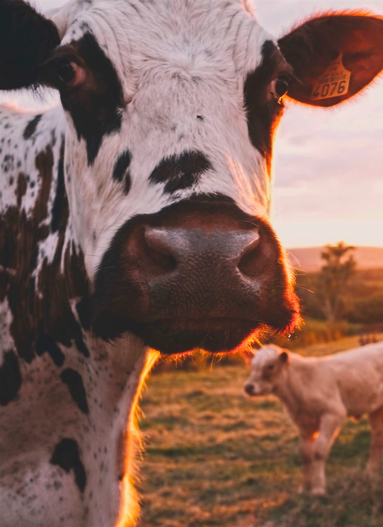 Cow and her calf