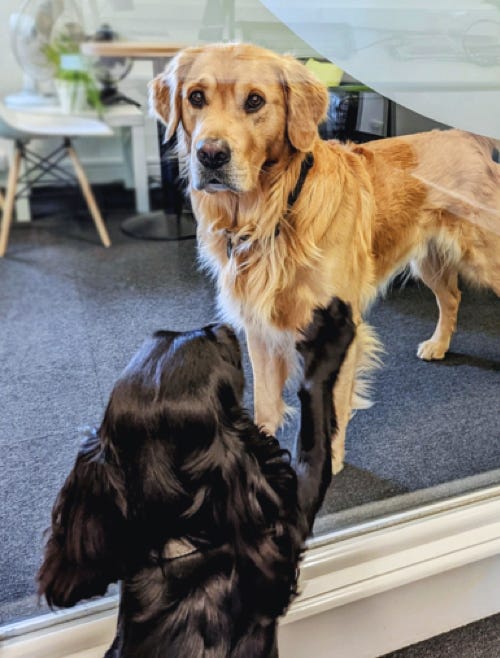 Two dogs playing in the office