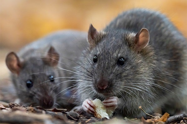 Rodent control is a key factor when it comes to food safety on layer farms