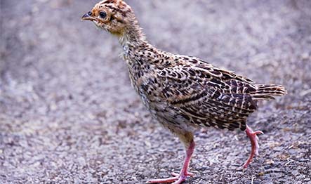 Protect your poults