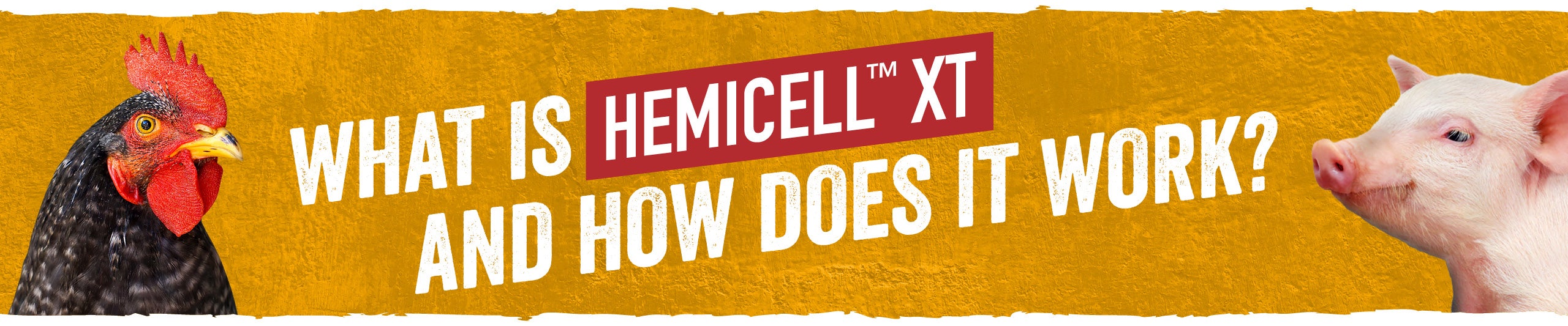 What is Hemicell XT and how does it work?