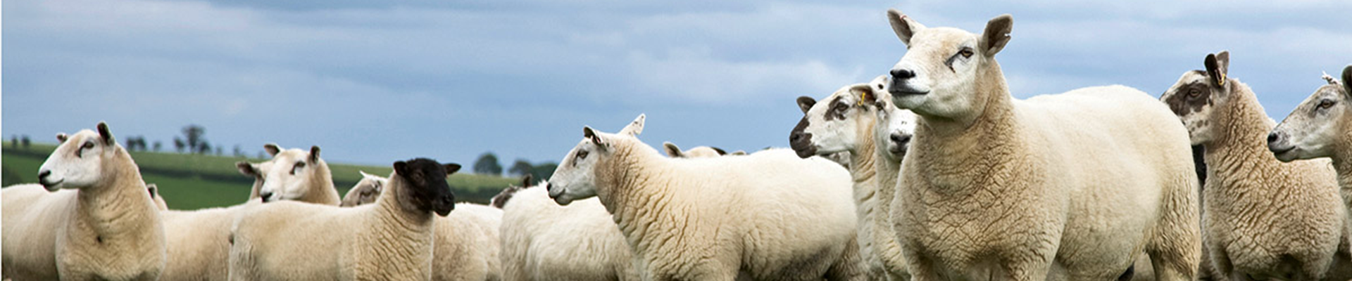 Sheep banner image