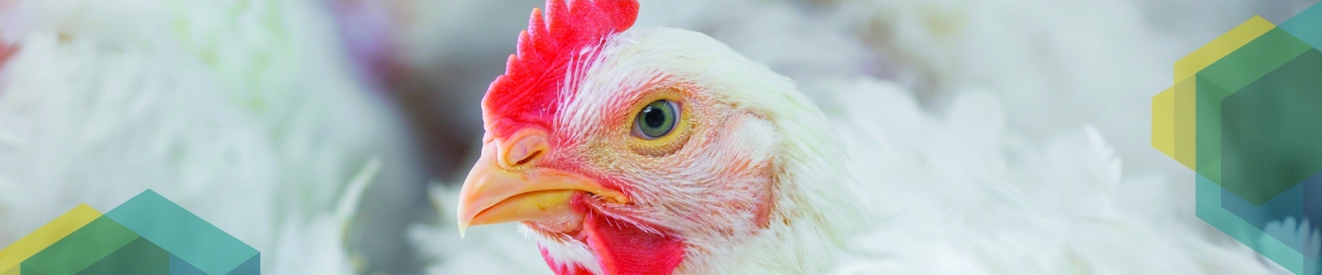 Coccidiosis Banner image