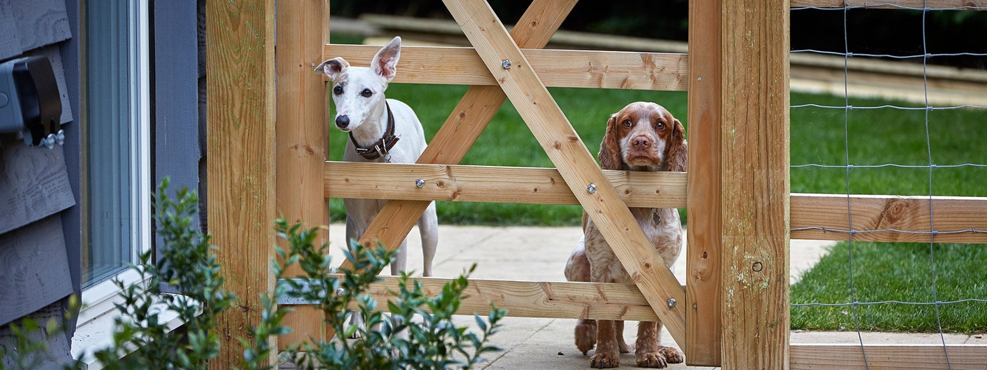 Two cute dogs peeping out of a gate, wondering if the postman is due