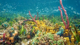 Blue Planet Live - Coral