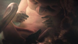 A fetus in the womb, from the BBC series Countdown to Life