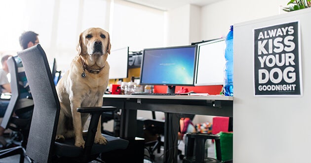 I psi mají v kanceláři své místo