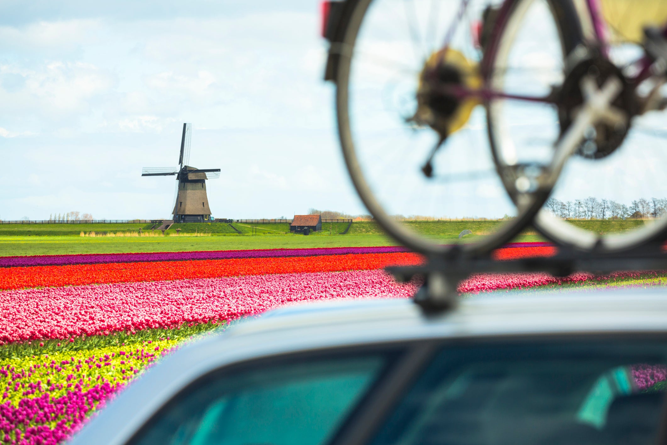 Nederlandse Molen en tulpenveld