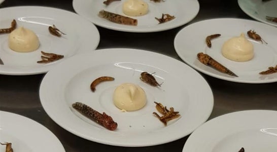 Insekten zum Essen Insekten zum Essen