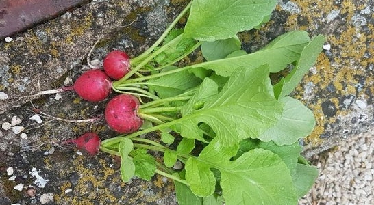 Radieschen-Pesto Radieschen-Pesto