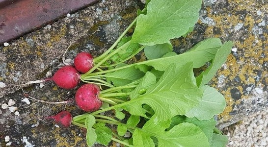 Radieschen-Pesto Radieschen-Pesto
