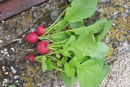 Radieschen-Pesto Radieschen-Pesto