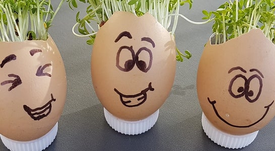 Kresse mit Ei Kresse mit Ei