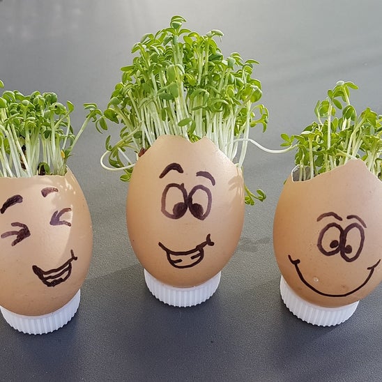 Kresse mit Ei Kresse mit Ei