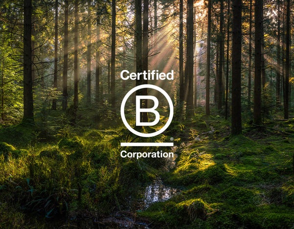 Forest with sun shining through featuring the B Corp logo