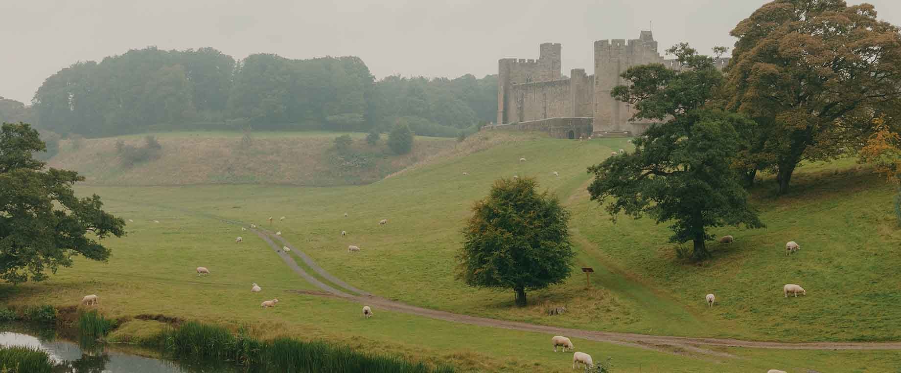 A castle amongst fields, trees and cheep. 