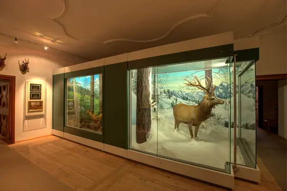 Castel Wolfsthurn, cervo. Foto Hermann Maria Gasser