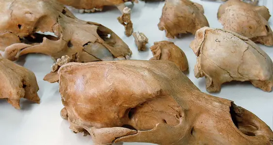 Museum ladin Ursus ladinicus, Schädel. Foto R. Gold