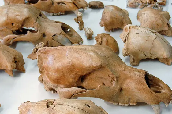 Museum ladin Ursus ladinicus, Schädel. Foto R. Gold