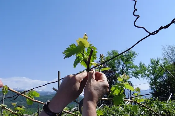 Museo provinciale del vino, legare le viti. Foto Museo provinciale del vino