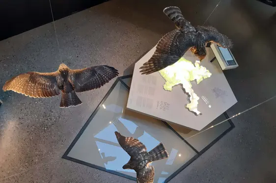 Centro visite avimundus, mostra permanente. Foto Ulrich Pfeifer