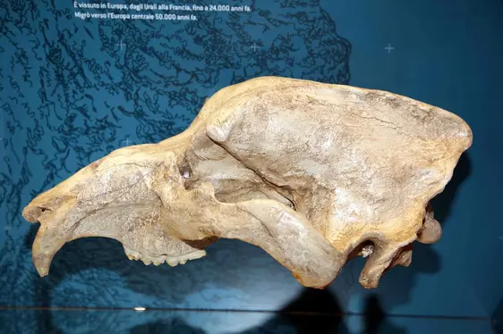 Museum ladin Ursus ladinicus, Dauerausstellung, Schädel. Foto Museum ladin Ursus ladinicus