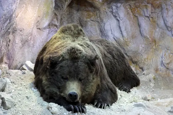 Museum Ladin Ursus ladinicus, schlafender Bär. Foto Museum Ladin Ursus ladinicus