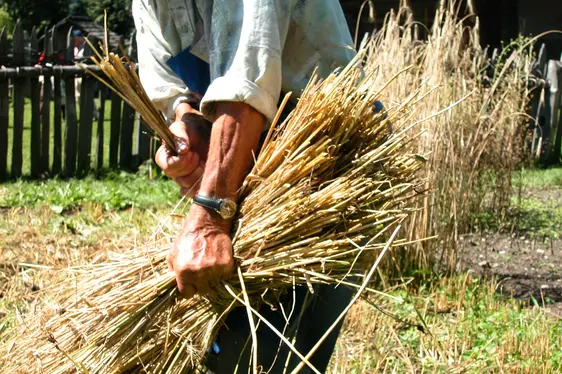 Museo provinciale usi e costumi, raccolta della segale. Foto Museo provinciale usi e costumi