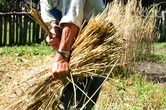 Südtiroler Volkskundemuseum, Roggenernte. Foto Südtiroler Volkskudemuseum