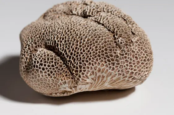 Museum Gherdëina, Korallenstock der Sankt-Kassian-Formation