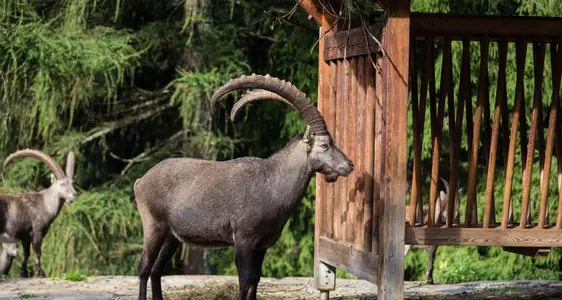 Freilichtbereich mit Steinböcken. Foto MuseumHinterPasseier