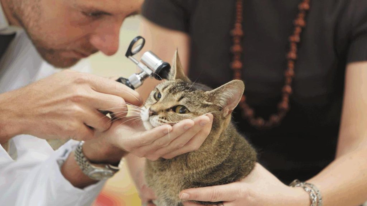 Cat at vet having it's ears inspected.