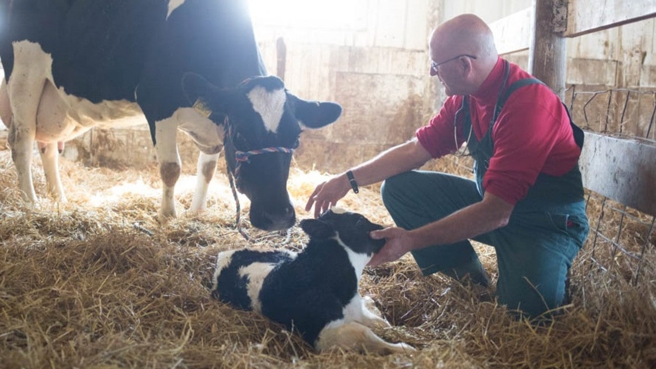 veterinarian with cow and calf